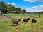 1 jong geitje & 1 bokje, Dieren en Toebehoren, Schapen, Geiten en Varkens, Mannelijk, Geit