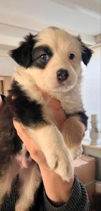 Nova scotia duck tolling mix border collie puppy/ pups/ pup, HCC (leverziekte), Overige rassen, 8 tot 15 weken, Meerdere