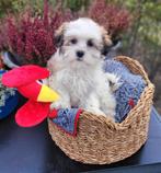 Leuke boomer pups te koop!, Dieren en Toebehoren, Honden | Chihuahua's en Gezelschapshonden, Parvo, Overige rassen, 8 tot 15 weken