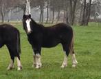 Prachtige gekleurde Welsh A hengst veulens te koop, Dieren en Toebehoren, Pony's, Niet van toepassing, 0 tot 2 jaar, Hengst, B pony (1.17m tot 1.27m)