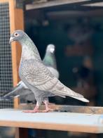 Duivin stencil, Dieren en Toebehoren, Vogels | Duiven, Vrouwelijk, Kropper