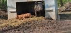 5x Tamworth x Duroc biggen te koop., Dieren en Toebehoren, Meerdere dieren, Varken