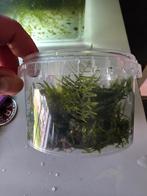 Groot Portie Javamos, Ophalen, Nieuw, Plant(en), Steen of Hout