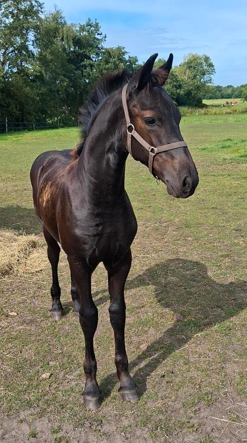 Interessant Friese hengstveulen evt Friese stermerrie, Dieren en Toebehoren, Paarden, Hengst, Niet van toepassing, 0 tot 2 jaar