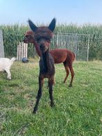 Mooi zwart/bruin alpaca hengstje te koop, Dieren en Toebehoren, Juni, Mannelijk
