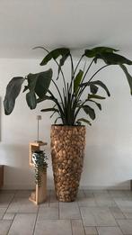 Super mooie strelitzia nicolai kamerplant, Huis en Inrichting, Kamerplanten, Ophalen of Verzenden, Overige soorten