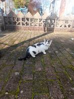 Permanent huisje gezocht voor mama en dochter poes!, Dieren en Toebehoren, Katten en Kittens | Overige Katten, Poes, Kortharig