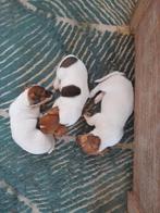 Leuk baasje voor ons gezocht, Jack Russell Terriër, Meerdere, Meerdere dieren, Nederland