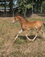 cheqeu welsh B hengstveulen, Dieren en Toebehoren, Niet van toepassing, 0 tot 2 jaar, Hengst, C pony (1.27m tot 1.37m)