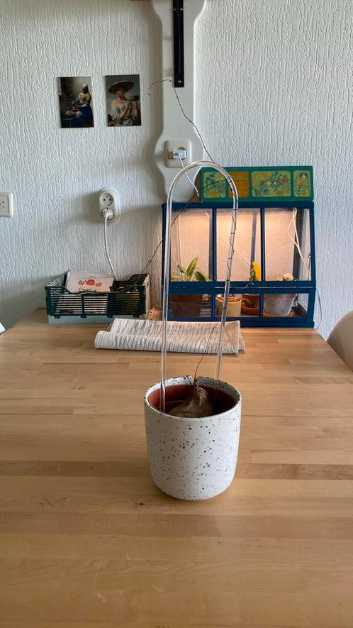 Dioscorea Sylvatica, Huis en Inrichting, Kamerplanten, Overige soorten, Minder dan 100 cm, Ophalen of Verzenden