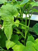 # Plant Aubergine Tomaat KOMKOMMER Paprika Biber aci Tatli
