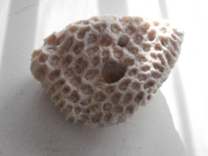 fossielen, Verzamelen, Mineralen en Fossielen, Fossiel, Ophalen of Verzenden