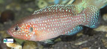 Hemichromis lifalli beschikbaar voor biedingen