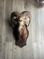 Mouflon taxidermie op schild, Ophalen of Verzenden, Zo goed als nieuw, Gewei of Kop
