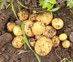 Nieuwe Oogst Aardappels 2025 - 10kg Zak, Ophalen