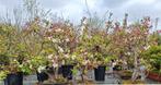 Bonsai appelboom pre, Overige soorten, Lente, Minder dan 100 cm, Ophalen