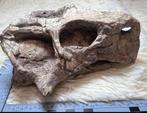 Psittacosaurus (dinosaurus) schedel, Verzamelen, Mineralen en Fossielen, Ophalen of Verzenden, Fossiel