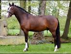 Kinder amateur pony, Dieren en Toebehoren, Ruin