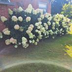 Hortensia lime, Tuin en Terras, Planten | Struiken en Hagen, Ophalen, Hortensia, Struik, 100 tot 250 cm
