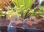 2x Bolivian ram Microgeophagus altispinosus, Vis, Zoetwatervis