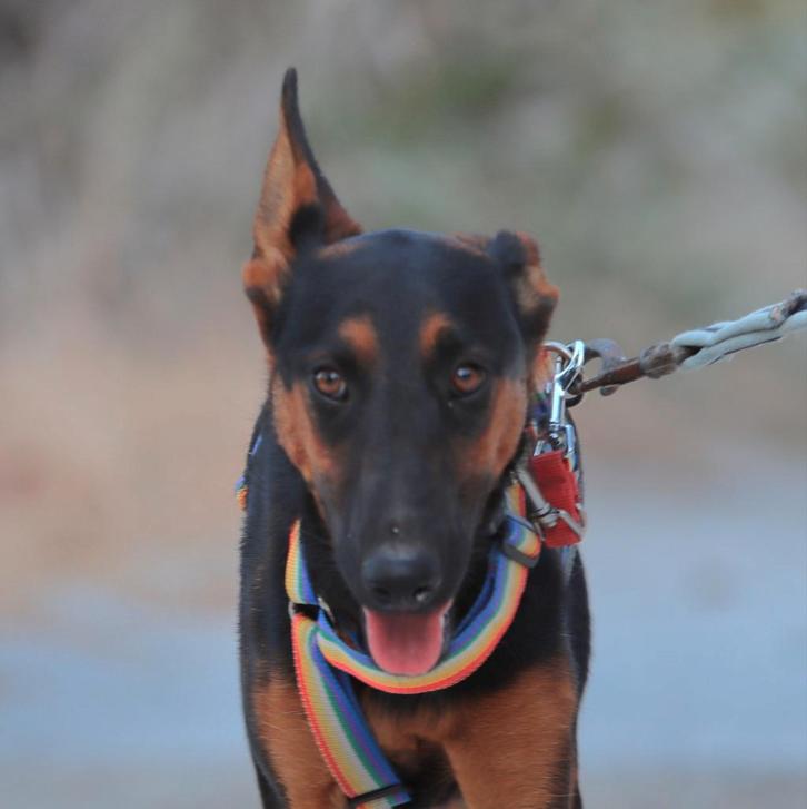 GaGa Animal Care - BRANDI (kan naar NL komen), Dieren en Toebehoren, Honden | Niet-rashonden, Middel, Teef, Particulier, Eén hond