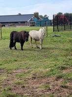 Wie wil onze pony's helpen verzorgen, Ophalen