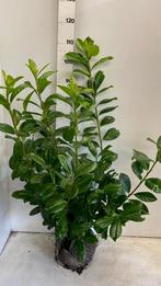 Prunus laurocerasus 'Novita', Ophalen, Laurier, Haag, 100 tot 250 cm