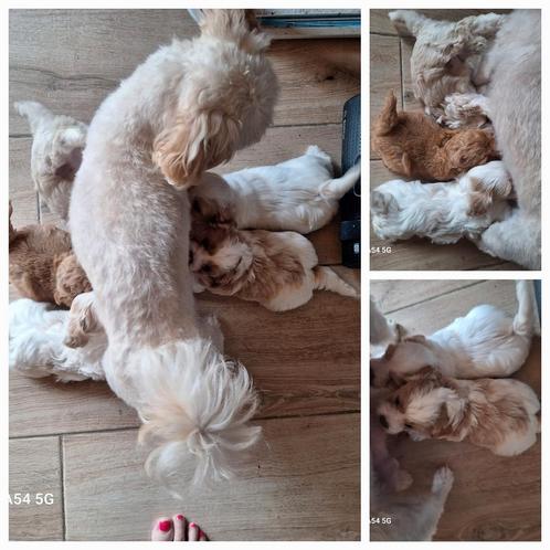 F1 maltipoo x toy poedel  kleine, Dieren en Toebehoren, Honden | Chihuahua's en Gezelschapshonden, Meerdere dieren, Poedel, Particulier