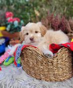 Leuke boomer pups te koop!, Dieren en Toebehoren, Parvo, Overige rassen, 8 tot 15 weken, Meerdere