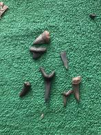 Collectie Haaietanden - Fossielen, Ophalen of Verzenden, Fossiel