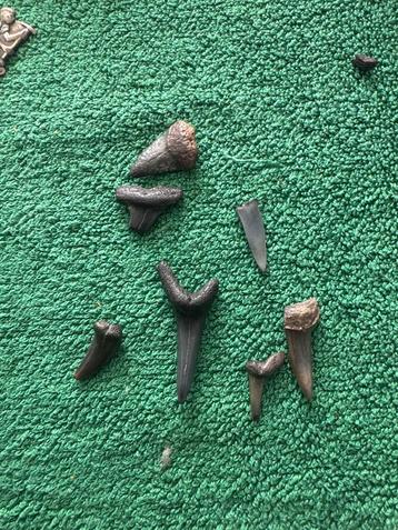 Collectie Haaietanden - Fossielen beschikbaar voor biedingen