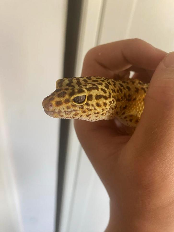 Terrarium met luipaardgekko, Dieren en Toebehoren, Reptielen en Amfibieën, Hagedis, 7 tot 10 jaar, Met terrarium