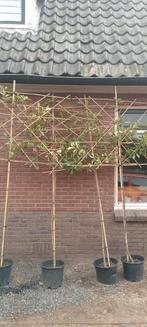 Leibomen glansmispel, Tuin en Terras, Planten | Bomen, Ophalen, Volle zon, Overige soorten, Minder dan 100 cm