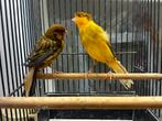 Mooie koppel Kanaries, Dieren en Toebehoren, Vogels | Kanaries, Meerdere dieren, Kleurkanarie