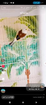 Te koop major putter man van 2024 prijs 700 euro, Dieren en Toebehoren, Vogels | Overige Vogels