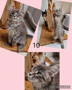 Maine coons -laatste twee poesjes en een katertje/ stamboom, Dieren en Toebehoren, Katten en Kittens | Raskatten | Langhaar, Meerdere dieren