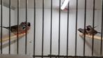 Spitsstaartamadine, Dieren en Toebehoren, Meerdere dieren, Tropenvogel