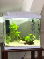 Aquarium Start-Up, Ophalen, Gebruikt, Leeg aquarium