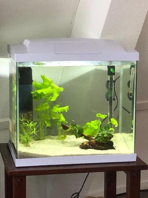Aquarium Start-Up, Dieren en Toebehoren, Vissen | Aquaria en Toebehoren, Gebruikt, Leeg aquarium, Ophalen