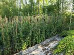 Hedera, Ophalen, Vaste plant, Halfschaduw, Klimplanten