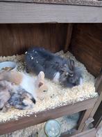 Leuke jongen konijntjes, Dieren en Toebehoren, Konijnen, Meerdere dieren, Klein, Hangoor, 0 tot 2 jaar