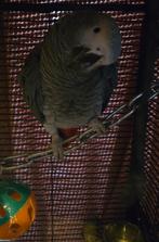 Papegaaien koppel, Dieren en Toebehoren, Vogels | Parkieten en Papegaaien, Meerdere dieren, Papegaai, Geringd