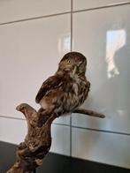 taxidermie opgezette uil, Ophalen of Verzenden, Vogel, Opgezet dier