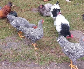 Plymouth Rock kriel hanen 04-2025 beschikbaar voor biedingen