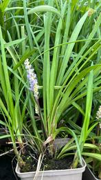 Liriope big bleu, in 9 cm pot nu vanaf €1,50, Ophalen, Zomer, Overige soorten, Volle zon