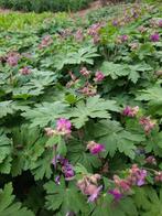 Geranium cant Cambridge, Ophalen, Zomer, Overige soorten, Halfschaduw