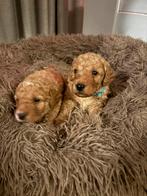 Lieve mini Labradoodle pups, Dieren en Toebehoren, Honden | Niet-rashonden, Rabiës (hondsdolheid), 8 tot 15 weken, Meerdere, Meerdere dieren