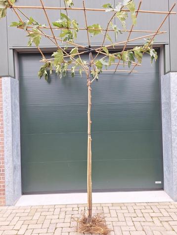 Dakmoerbei, Morus alba Frootless dakboom 180x180cm  beschikbaar voor biedingen