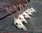 20 Volle- volledige Ree bok schedels gewei geweien hert kop, Ophalen of Verzenden, Zo goed als nieuw, Accessoires