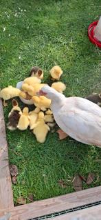 Muskus eenden en 13 eenden kuikens, Dieren en Toebehoren, Pluimvee, Meerdere dieren, Eend